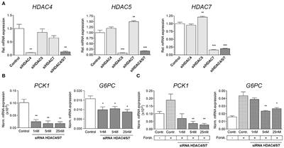 Liver-Specific Knockdown of Class IIa HDACs Has Limited Efficacy on Glucose Metabolism but Entails Severe Organ Side Effects in Mice